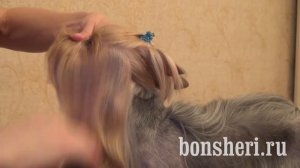 Стрижка Йорка короткая мордочка, стразики, хвостики, дракончик, Grooming a Yorkie Littledog.club