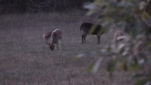 ЧЕРНЫЙ ЛЕСНОЙ ОЛЕНЬ РОГАЧ. BLACK FOREST DEER смотреть онлайн