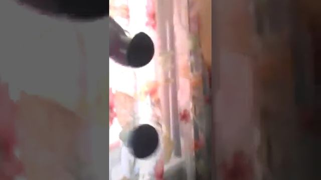 веселые грибочки смотреть онлайн