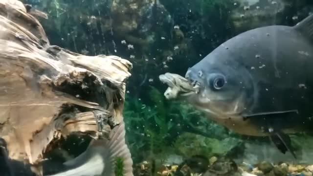 Пираньи едят лягушку смотреть онлайн