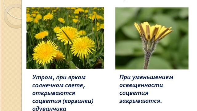 Урок Движение растений смотреть онлайн