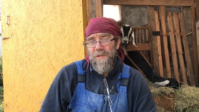 Каких выбрать коз в хозяйство? Ответы на вопросы подписчиков экофермы ЛПХ Фроловых смотреть онлайн