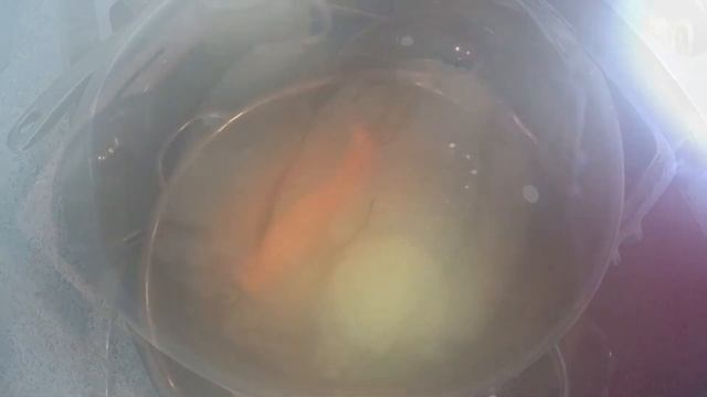 Cooking pork legs ! Готовим свиные ножки! #shorts смотреть онлайн