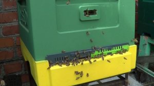 Пчеловодство с нуля! С чего начать!