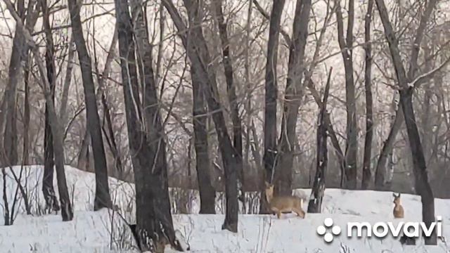 2023 02 РК Косули !! 3 !! Павлодарская область !! смотреть онлайн