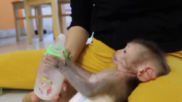 Afternoon of GON monkey family смотреть онлайн