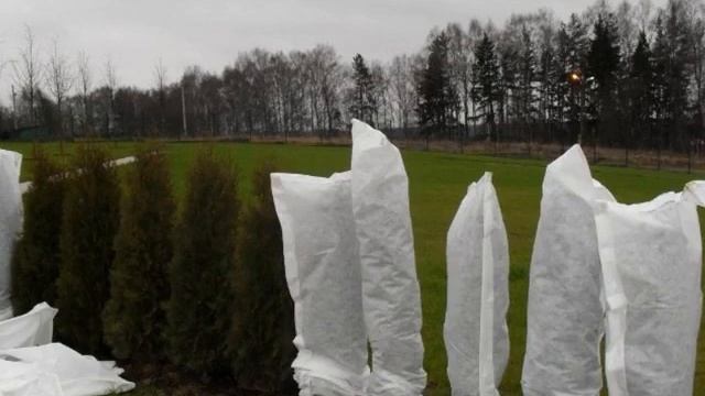 Туя Брабант — описание и размеры, посадка и уход