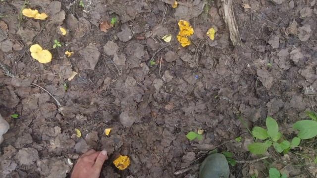 Лучший поход за Лисичками: Секрет, который вы не знали смотреть онлайн