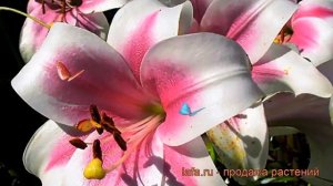 Лилия ло-гибрид Триумфатор ? обзор: как сажать, луковицы лилии Триумфатор