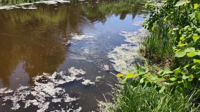 А вот вам речная крыса смотреть онлайн