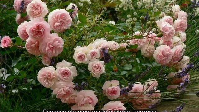 Роза Лариса (Larissa) — что это за вид флорибунды смотреть онлайн