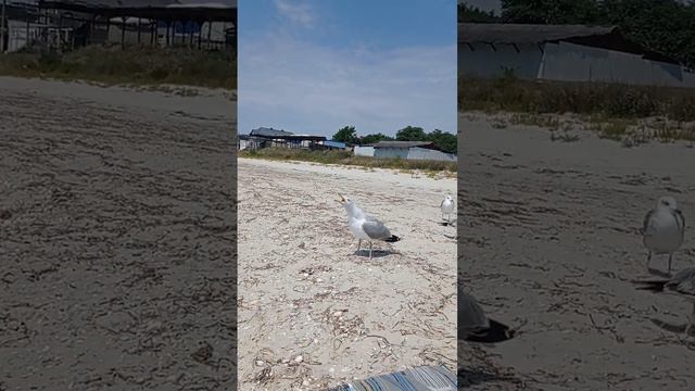 Чайки поют. Железный порт. Чёрное море смотреть онлайн