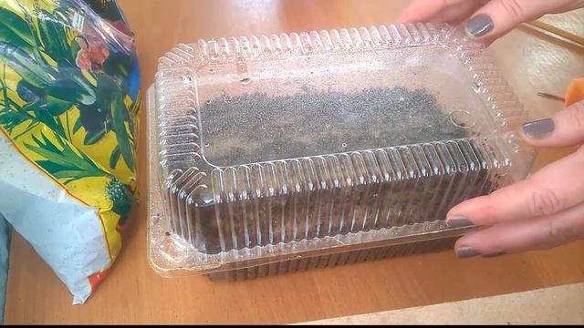 БАЛЬЗАМИН - как посеять семена. Лобелия, петуния, декоративный перец. Астильба после стратификации. смотреть онлайн