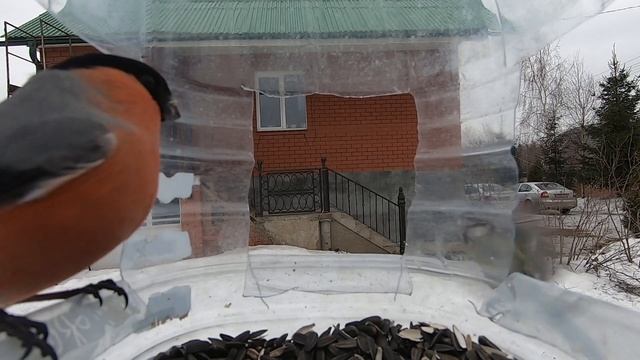 Правила птичьей кормушки | Что едят птицы зимой? | Sparrow | Bullfinch | Titmouse | bird's ASMR смотреть онлайн