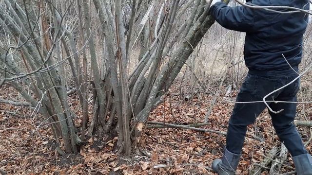 КАК ОБРЕЗАТЬ ФУНДУК ? смотреть онлайн