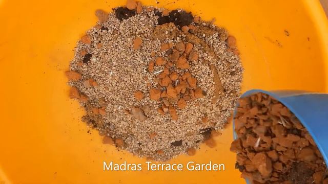 Adenium ( Desert rose) selection, Repotting tips in Tamil | Best soil mix for repot | Adenium Care смотреть онлайн