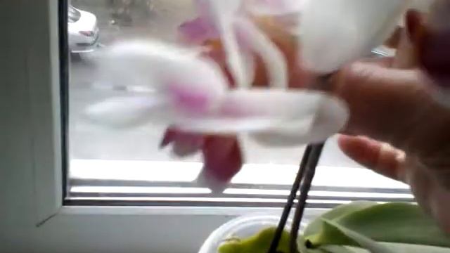 ОРХИДЕИ из магазина смотреть онлайн