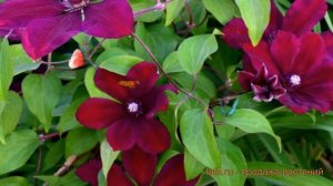 Клематис крупноцветковый Вестерплатте (clematis) ? обзор: как сажать, саженцы клематиса Вестерплатт