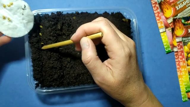 Хабанеро. Сверхострый перец. Посев на рассаду. смотреть онлайн