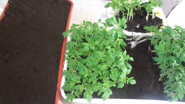 ПРИ ПИКИРОВКЕ ИСПОЛЬЗУЮ ЛОТКИ РАЗНОЙ ВЫСОТЫ. Ольга Чернова. смотреть онлайн