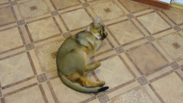 Абиссинская кошка смотреть онлайн
