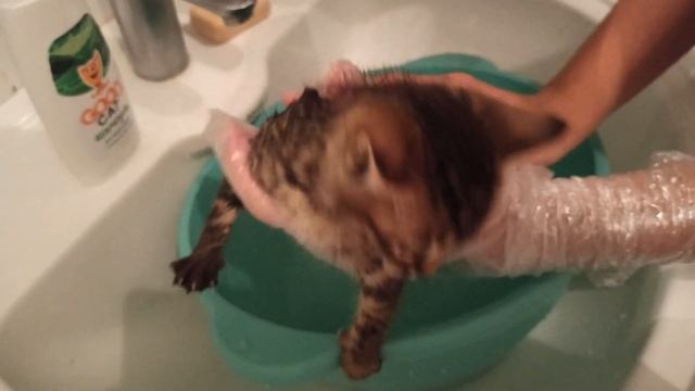 Первое купание котенка: избавляемся от блох. First bathing of a kitten. Getting rid of fleas смотреть онлайн