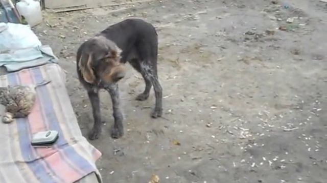 Дратхар(Альма)7 месяцов смотреть онлайн