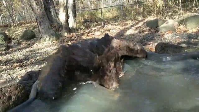ЧЁРНЫЙ ГРИФ КУПАЕТСЯ смотреть онлайн