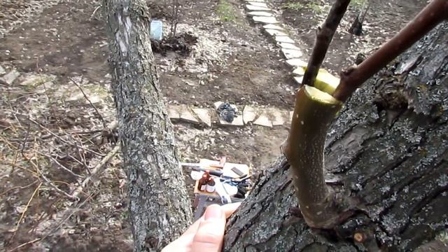 Зимняя прививка груши и айвы/Winter Grafting Fruit Trees