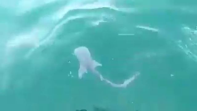 Новорождённый китовой акулы смотреть онлайн