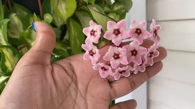 Hoya carnosa Krimson Princess blooms смотреть онлайн