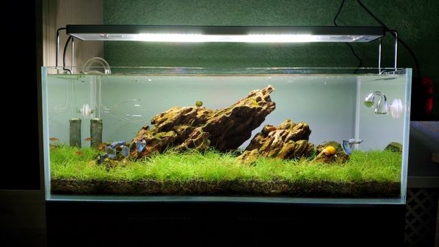 Подводная лужайка и аквариум роддом на 40 литров смотреть онлайн