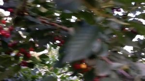 Вишня Харитоновская. Очень урожайный сорт.