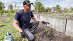 Правильная посадка ежевики