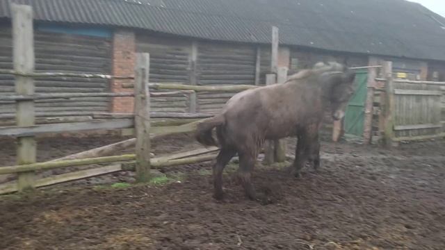 Молодые кобылы хотят к жеребцу смотреть онлайн
