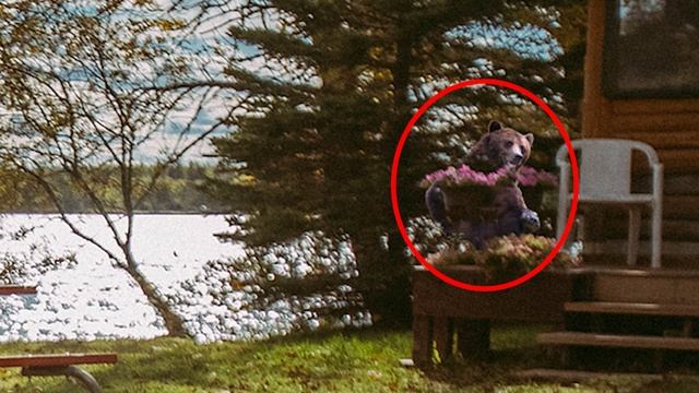NO ONE CAN FIND ALL THE HIDDEN ANIMALS!!5 | FIND THE HIDDEN ANIMALS GAME |100% FAIL | BRAIN TEST смотреть онлайн