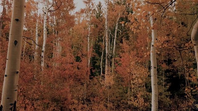 И.С. Тургенев. Поэзия в прозе. "Воробей", "Два богача". смотреть онлайн
