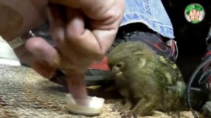 мармозетка