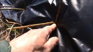 Высадка ивы Американка гигантская в грунт