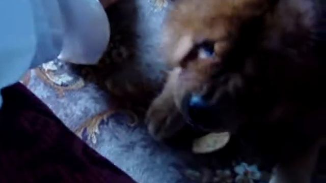 Сладкий сухарик))