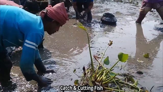 Best Mud Water Hand Fishing || People lot of fish catching by hand in natural bil смотреть онлайн