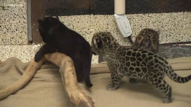 Animals at Wildlife World Zoo currently experiencing baby boom смотреть онлайн