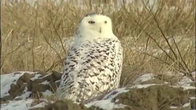 FJÄLLUGGLA Snowy Owl ( Bubo scandiacus) Klipp - 57 смотреть онлайн