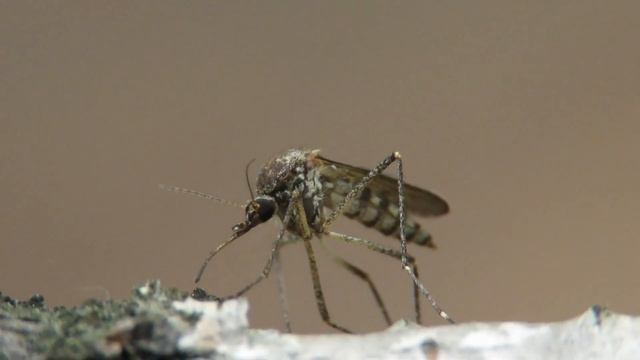 Строительная Сага