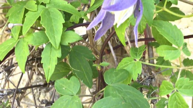 Clématite Des Alpes Clematis Alpina 'Frances Rivis' En été Elle Récidive.