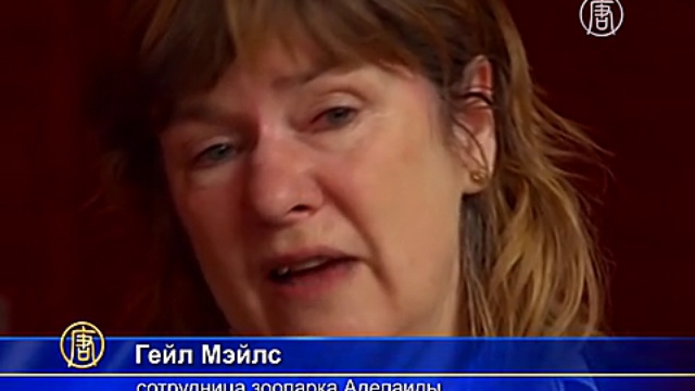 Валлаби спасла кенгуру, став его приёмной мамой смотреть онлайн