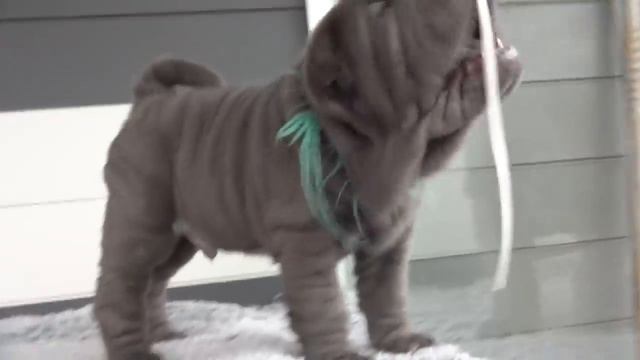 blue male sharpei puppies 8.5 weeks old смотреть онлайн