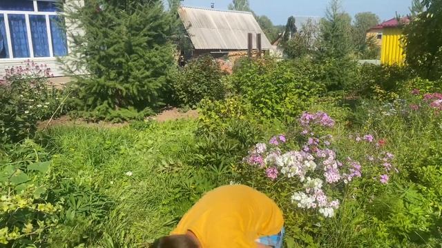 Снимаем урожай ялтинского лука. смотреть онлайн
