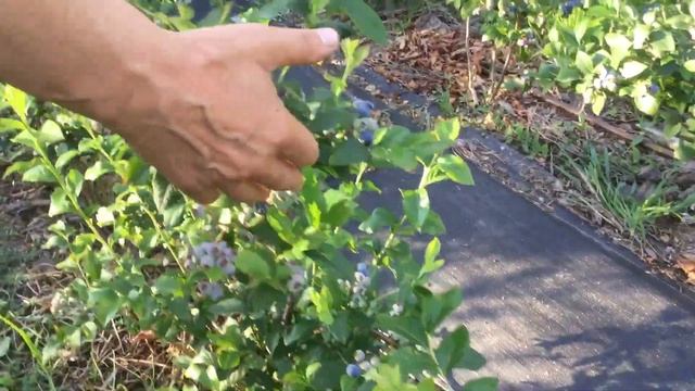 ЖИЗНЬ в ГЛУХОЙ ДЕРЕВНЕ. БЕЛАРУСЬ Голубика 25 сортов ,какие самые ранние смотреть онлайн