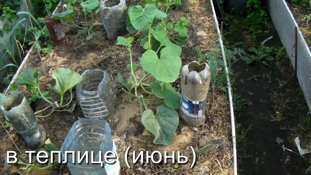 Сад и Огород, Дача - Сад и Огород. Дыни в теплице июнь смотреть онлайн